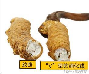 冬虫夏草到底是草还是虫,冬虫夏草是虫还是草