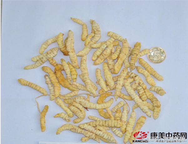 冬虫夏草到底是草还是虫,冬虫夏草是虫还是草