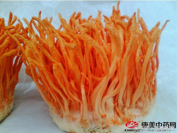 冬虫夏草到底是草还是虫,冬虫夏草是虫还是草