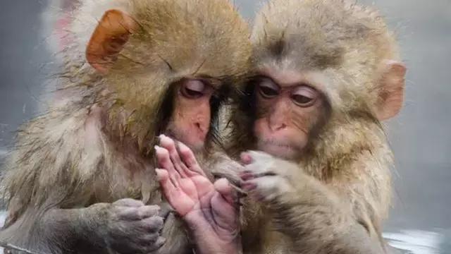 兔子岛猫岛狐狸村，日本这些地方已经被萌宠包围了