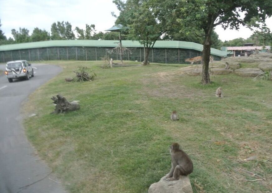 狮子动物园咬人事件,日本动物园发生的狮虎斗