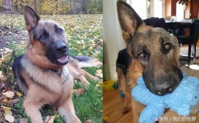 德牧患癌,德牧肿瘤怎么治疗