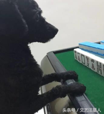 三只狗组成的麻将铁三角