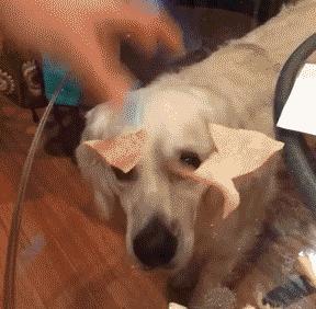 三只狗组成的麻将铁三角