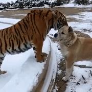 三只狗组成的麻将铁三角