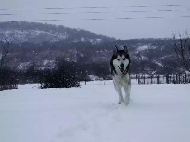 哈士奇犬的缺点和优点秒懂,哈士奇是狗界最出名的犬种吗
