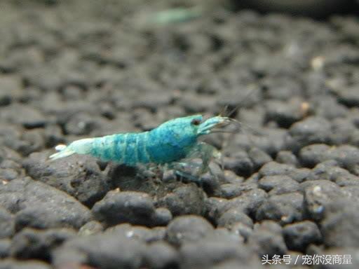 黑壳虾能活水晶虾活不了,养水晶虾不翻缸行不行