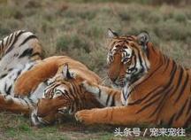 老虎遇到老虎该怎么办,如果老虎伤人了怎么办