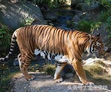 老虎遇到老虎该怎么办,如果老虎伤人了怎么办