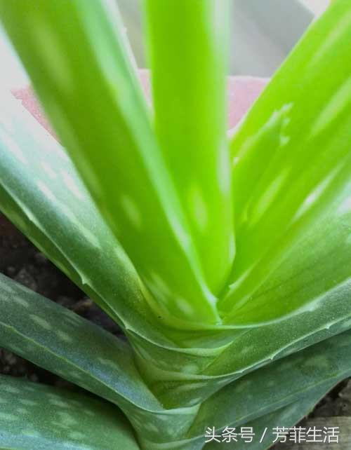 冬天皮肤干燥，种盆芦荟滋润下！
