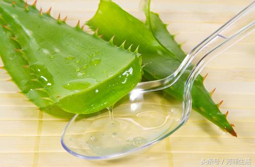 冬天皮肤干燥，种盆芦荟滋润下！