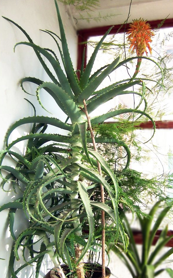 你见过哪些植物的根,芦荟的用处有哪些