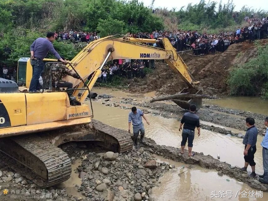 十大珍贵木材之金丝楠木,中国古老的三棵金丝楠木