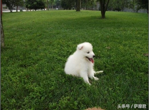 萨摩耶犬训练营,萨摩耶训练保护主人