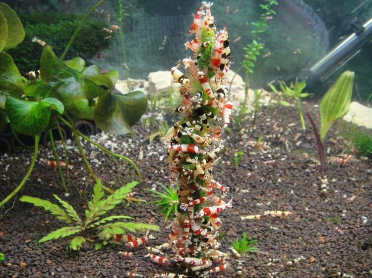 怎样才可以培养优质的水晶虾,如何培育出虾