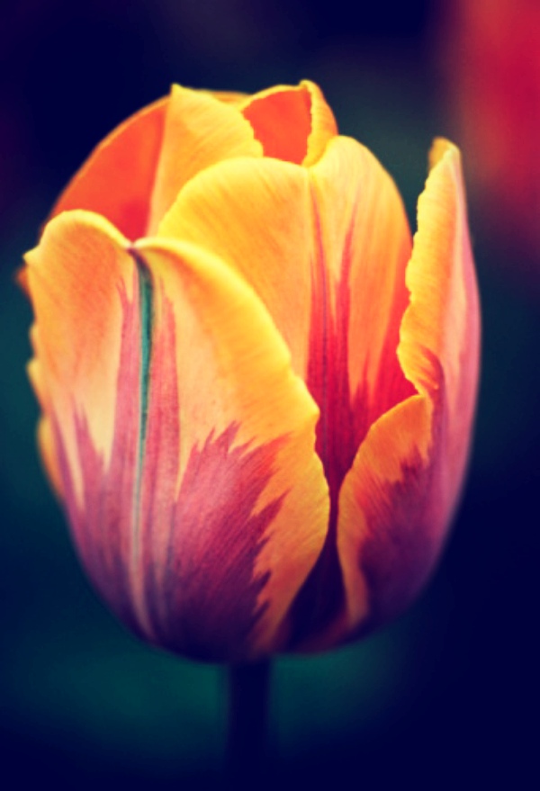 闃冲厜涓嬩簲棰滃叚鑹查儊閲戦鍥剧墖澶у叏,鏂囪壓娓呮柊鐨勯儊閲戦鍥剧墖澶у叏