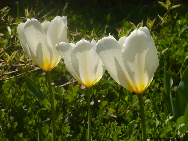 闃冲厜涓嬩簲棰滃叚鑹查儊閲戦鍥剧墖澶у叏,鏂囪壓娓呮柊鐨勯儊閲戦鍥剧墖澶у叏