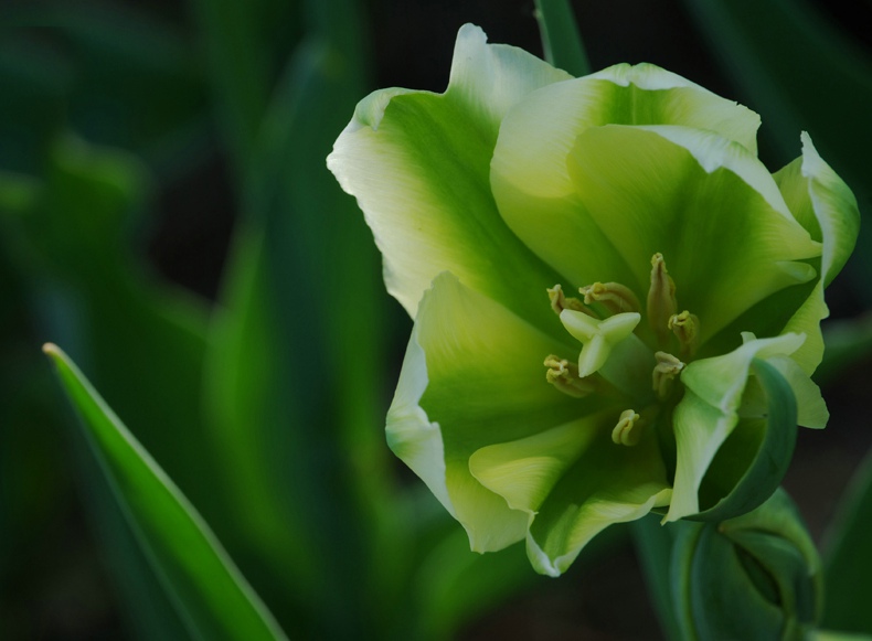 闃冲厜涓嬩簲棰滃叚鑹查儊閲戦鍥剧墖澶у叏,鏂囪壓娓呮柊鐨勯儊閲戦鍥剧墖澶у叏