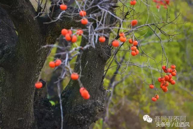 柿子冷落寒风里——稷山游子在深情回望