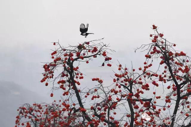 柿子冷落寒风里——稷山游子在深情回望