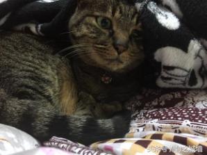 贴心小棉袄屋米的故事（2）——我不承认我无脑过