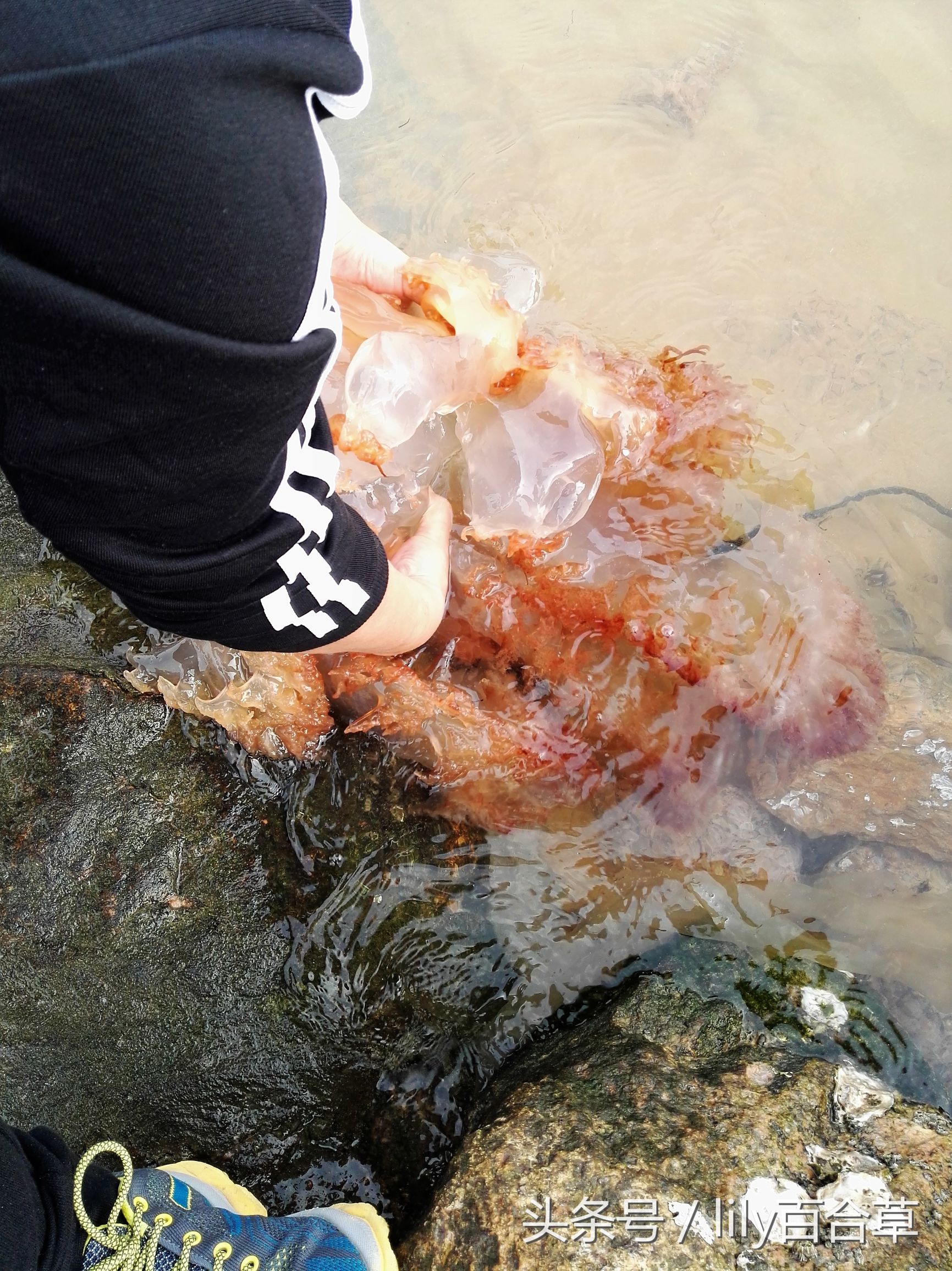 在海边碰到巨型的大海蜇,在海边抓海参然后把它吃掉
