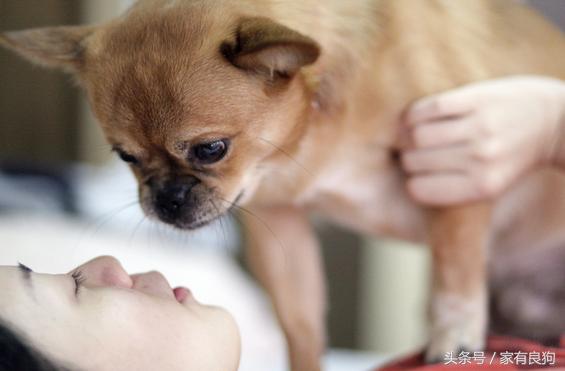 爱犬总掉毛怎么办,宠物狗脚趾间发红发肿怎么回事