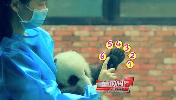 大熊猫第六个手指,大熊猫前手有几个手指