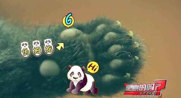 大熊猫第六个手指,大熊猫前手有几个手指