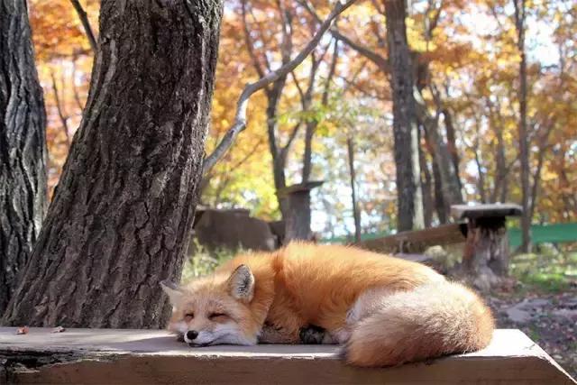 兔子岛猫岛狐狸村，日本这些地方已经被萌宠包围了