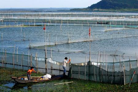 浅谈养鱼经验,浅析河蟹高密度养殖模式