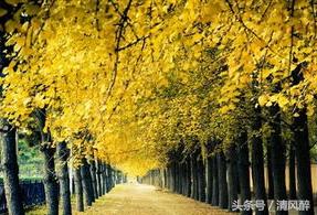 也许我不怕伤，才念念不忘