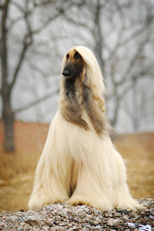 全球公认最古老的狗品种,世界上最稀有的十种狗排名