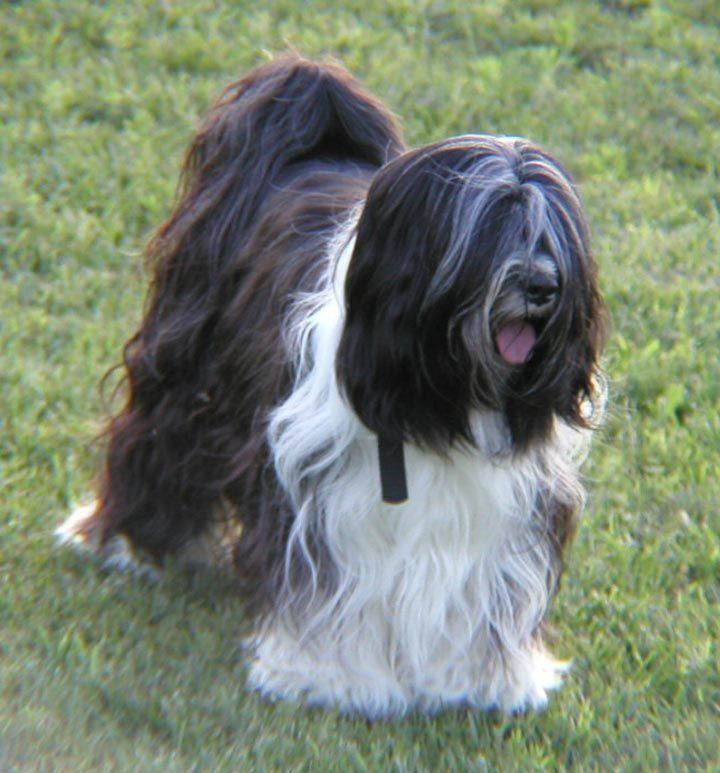 全球公认最古老的狗品种,世界上最稀有的十种狗排名