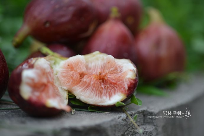 最漂亮的无花果树,高清无花果美图