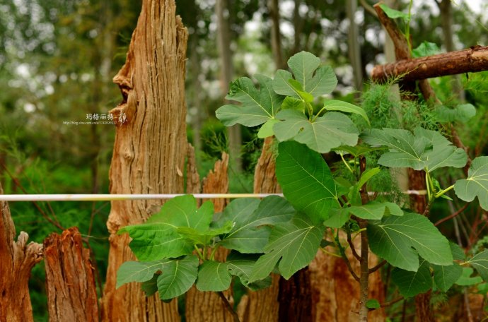 最漂亮的无花果树,高清无花果美图