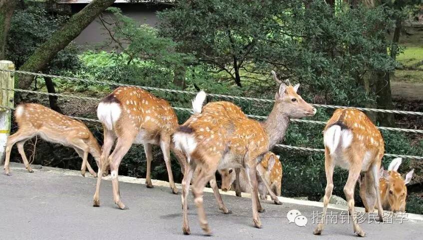 鍚勫浗鐣欏鐢熶紭鍔垮拰鍔e娍,鍚勫浗鐣欏鐢熺浉浜蹭笌鐩哥埍