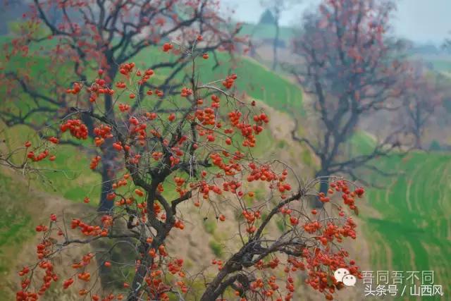 柿子冷落寒风里——稷山游子在深情回望