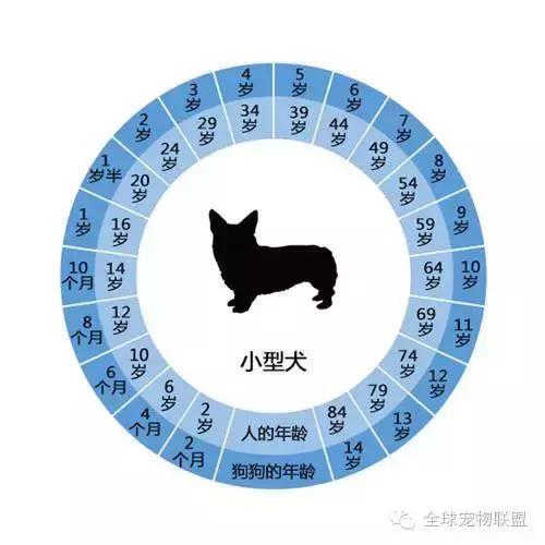 想知道你的狗换算成人的年龄有多大了吗?
