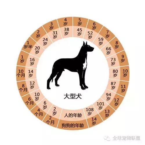 想知道你的狗换算成人的年龄有多大了吗?