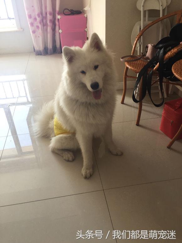 萨摩为什么老是伸舌,萨摩吃猫粮