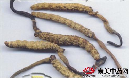 冬虫夏草到底是草还是虫,冬虫夏草是虫还是草