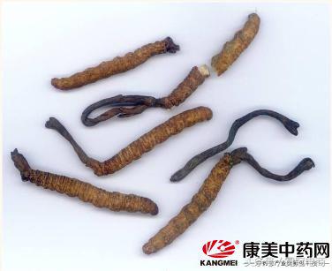 冬虫夏草到底是草还是虫,冬虫夏草是虫还是草