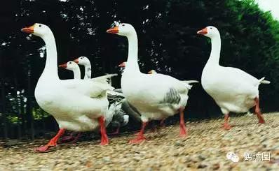 我叫齐齐哈尔请多多关照