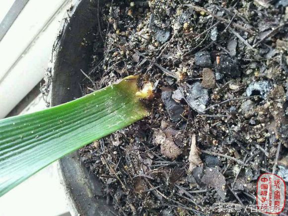 君子兰繁殖叶插,君子兰叶插繁殖方法注意事项