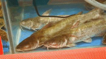 番禺有条鱼引火上身,还招机器人当服务员!吃顿饭就像在看表演