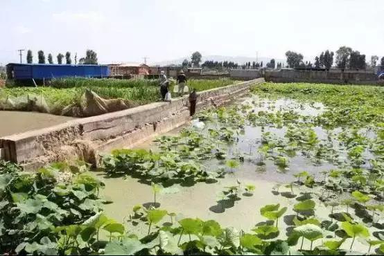 藕田养殖泥鳅效益倍增诀窍,一亩藕田能养多少泥鳅苗