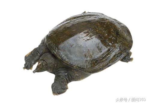 请问甲鱼怎样吃好适宜哪些人群,甲鱼不适宜什么人吃