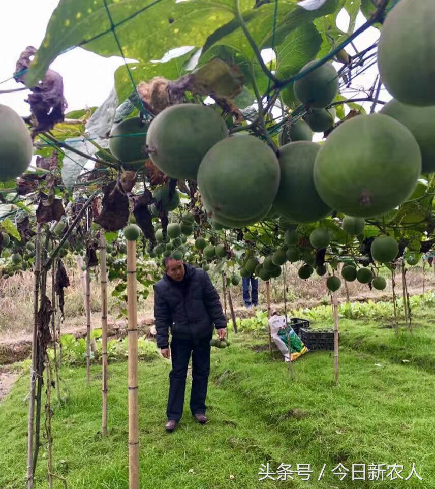 乡村种植农产品有哪些,50亩农田怎么种植多种农产品