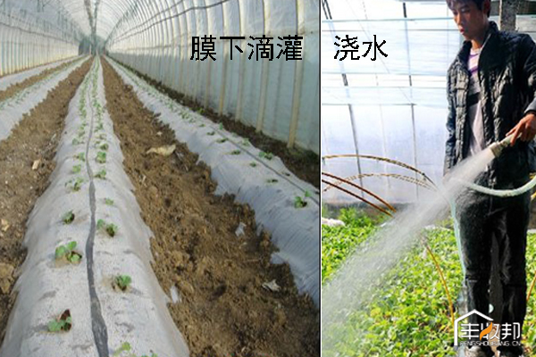 寒潮过后大棚该怎么管,温室大棚遇寒潮